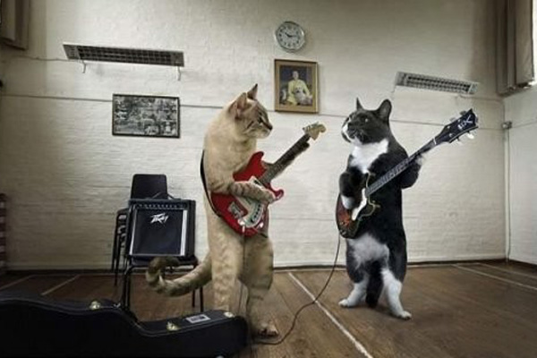 Музыкальные кошки