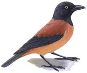 Pitohui dichrous